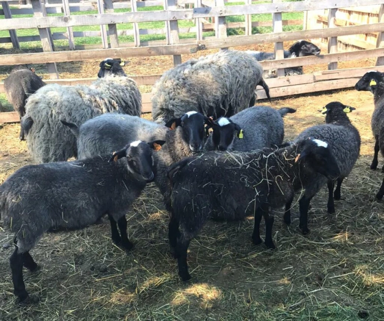 Romanovské ovce v chovu na farmě s senem.