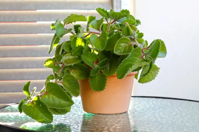 Kalanchoe rostoucí v hrnci na okenním parapetu.