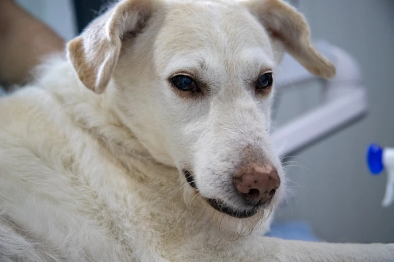 Bílý pes v ordinaci veterináře s rýmou.