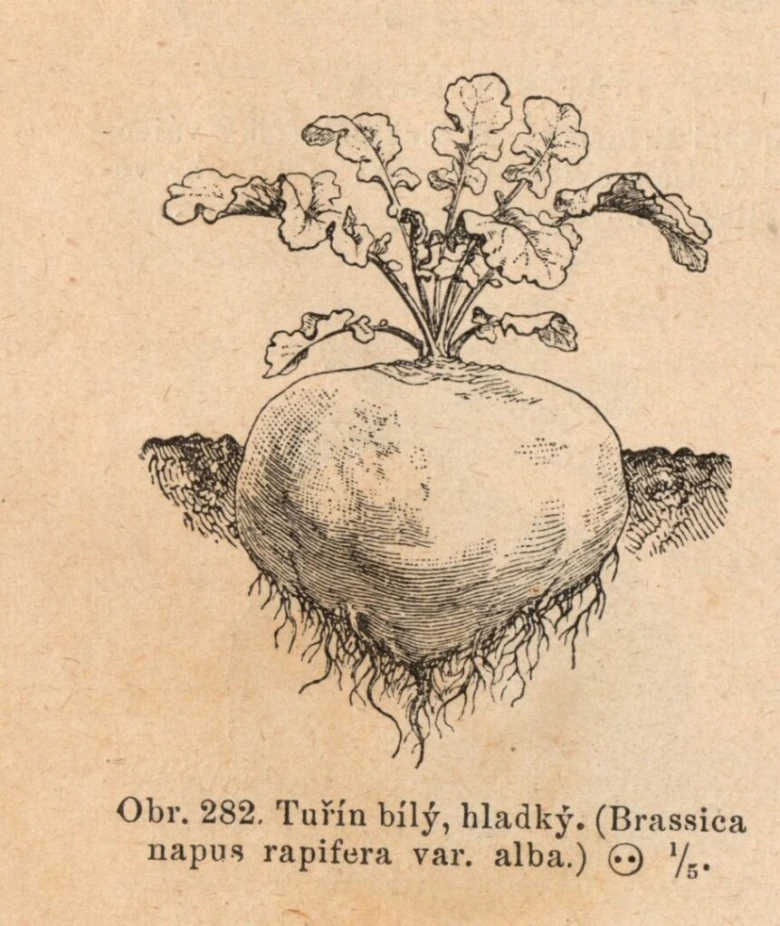 Botanický obrázek bílého tuřínu s kořenem a listy