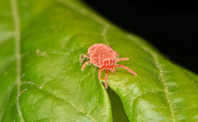 Red velvet mite on leaf