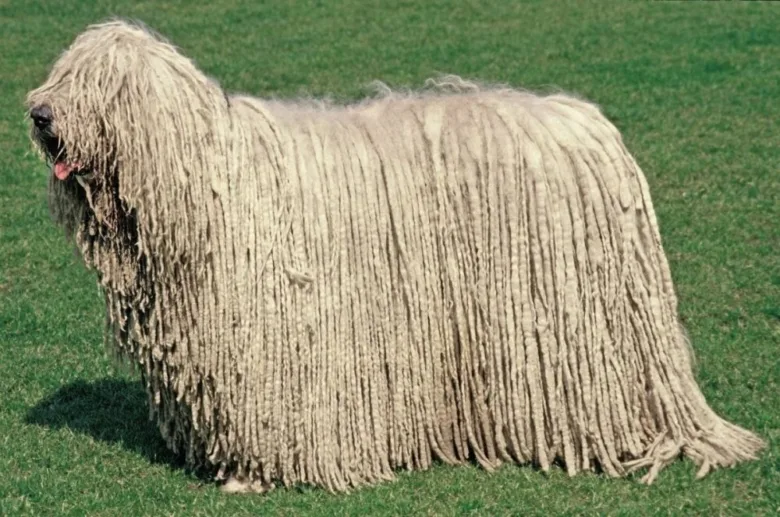Komondor s charakteristickým srstí na trávníku.