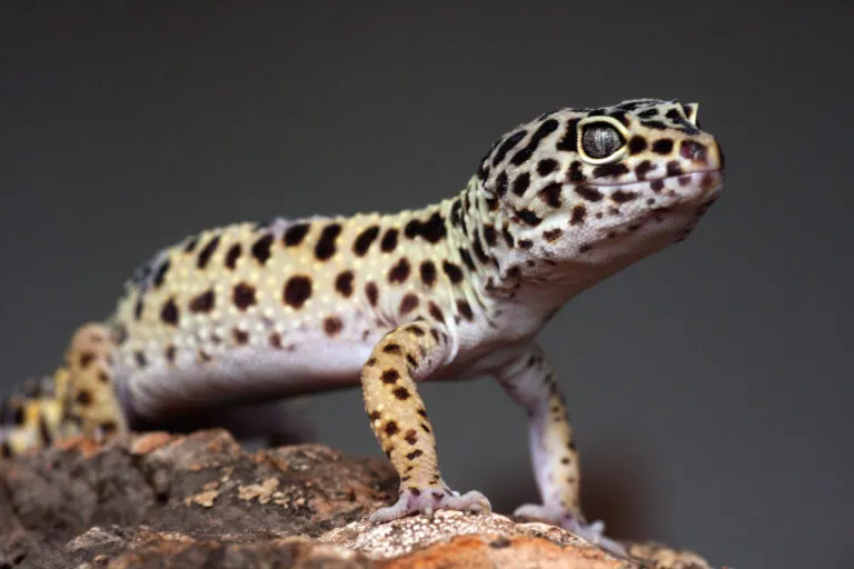 Geckon Africký s typickým vzorem na skále