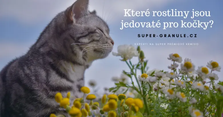 Kočka mezi květinami, které mohou být pro ni jedovaté.