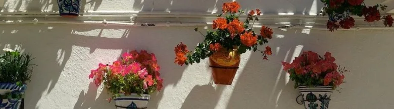 Květinové muškáty v květení na zdi.