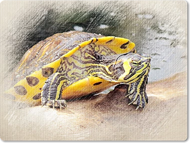 Žlutobřichá želva sedící na písku v přírodě.