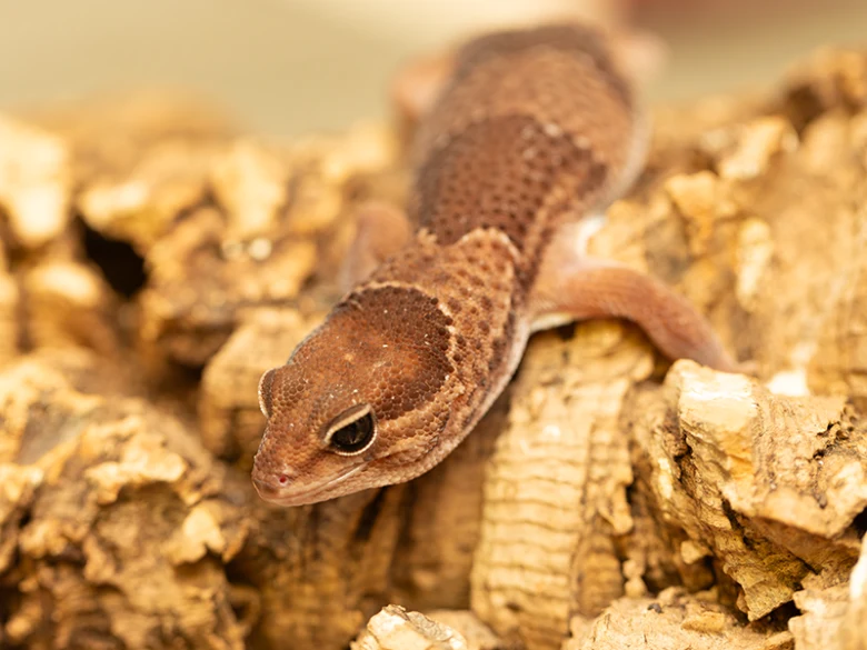 African gecko on bark