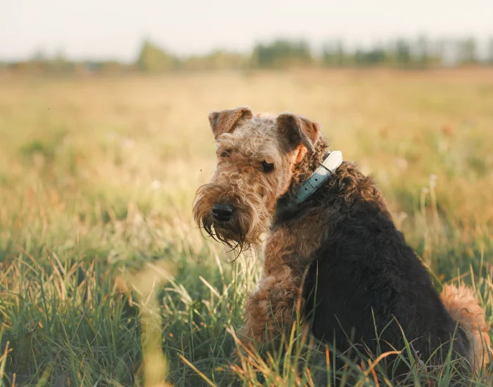 Airedale teriér sedí na trávníku v přírodním prostředí.