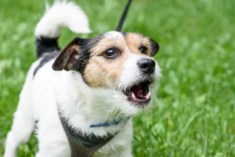 Barking dog on grass