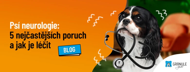 Psí neurologie: nejčastější poruchy a léčba