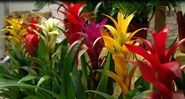 Květinová aranžmá barevných bromélií v interiéru