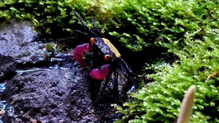 Krab s růžovými kleštěmi na mokrém kameni mezi mechom