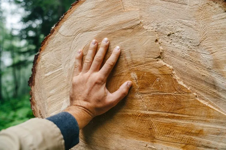 Ruka na řezu stromu v lese – přírodní dřevo