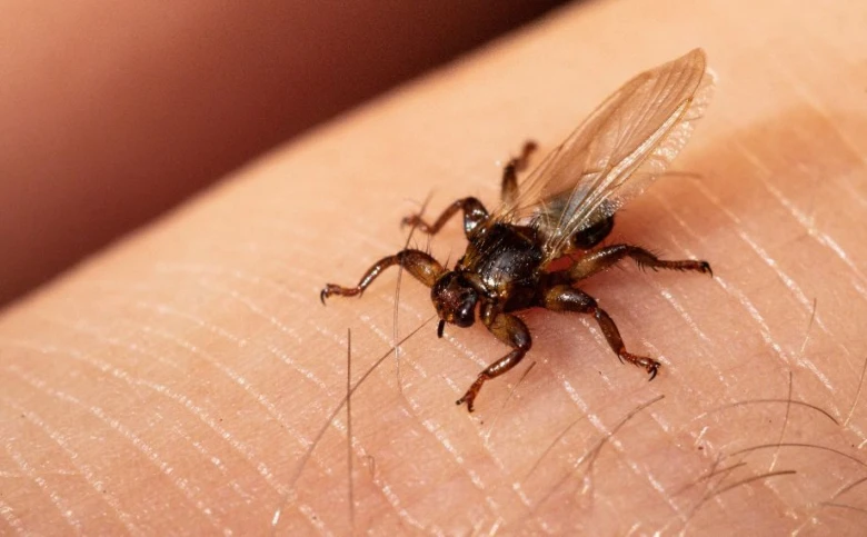 Flying louse on skin
