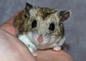 Malý křeček v ruce člověka na neutrálním pozadí.