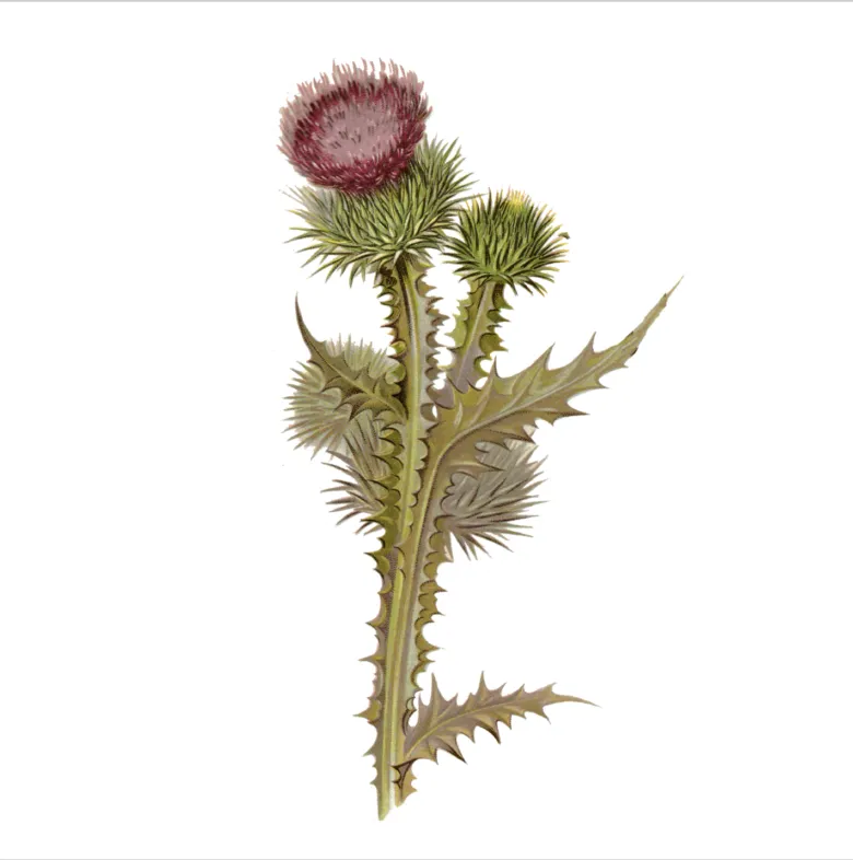 Thistle plant with flower and leaves