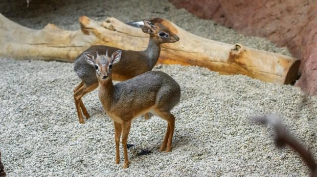 Dva malí dik-diki v přírodním prostředí s dřevem a štěrkem.