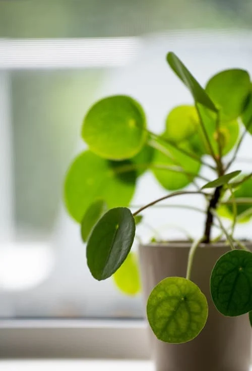 Zelená rostlina Pilea peperomioides v květináči u okna