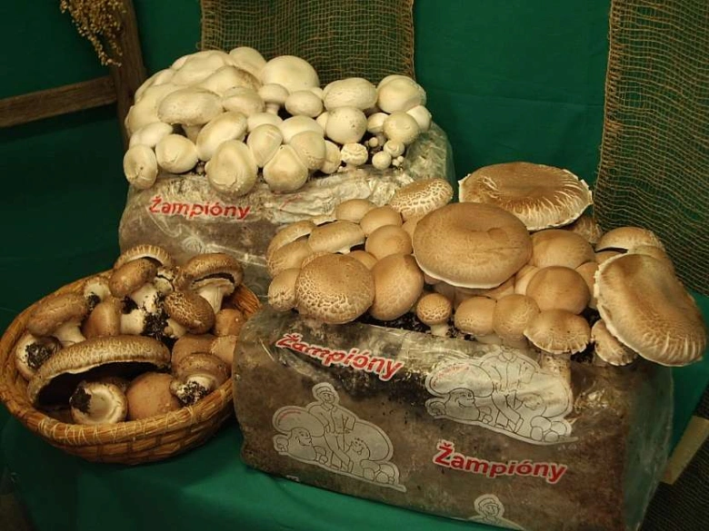 Světlé žampiony na kompostových blocích v košíku