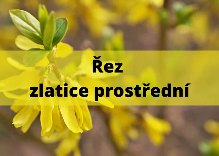 Žluté květy zlatého deště na větvi s listy.