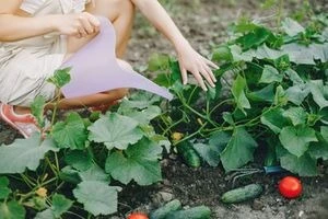 Osoba zalévá okurky růstící na plotu v zahradě.