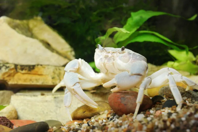 Bílý krab v akváriu mezi kameny a rostlinami