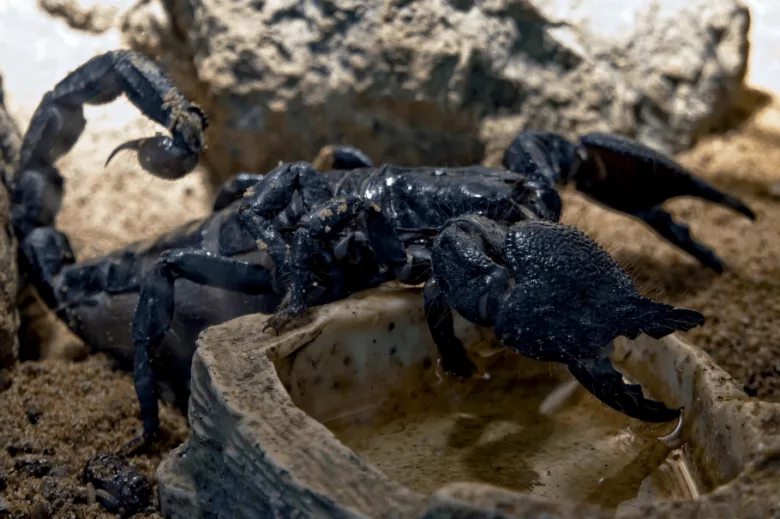 Black scorpion in terrarium