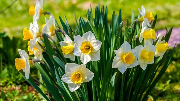 Bílé narcisy s žlutými středky rostoucí v zahradě.