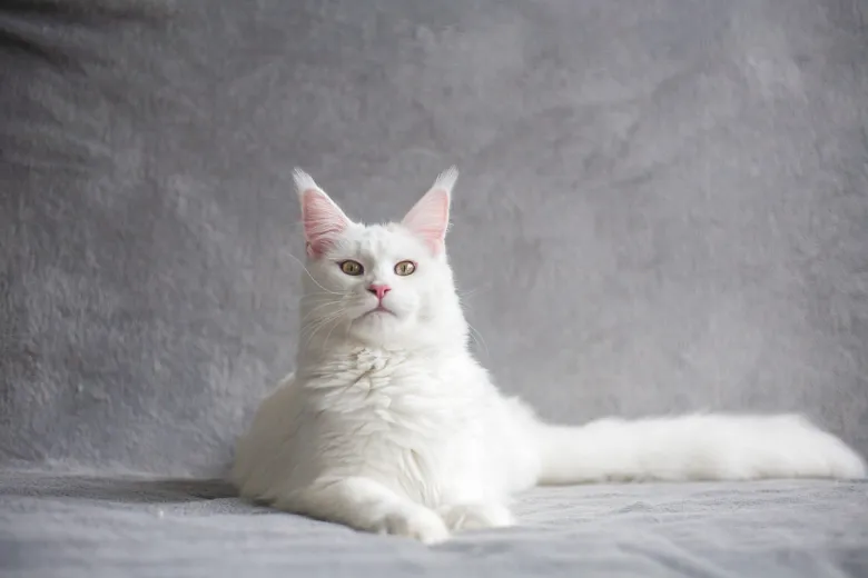 Bílá dlouhosrstá kočka plemene Maine Coon leží na šedé ploše.