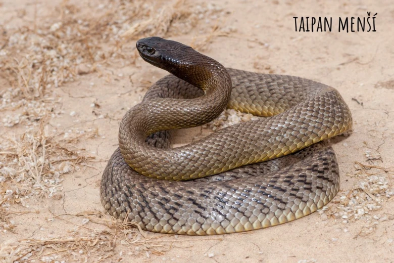 Foto hada taipan menšího v přirozeném prostředí.