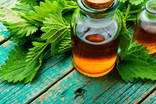Kopřivový sirup v sklenici s čerstvými listy kopřivy