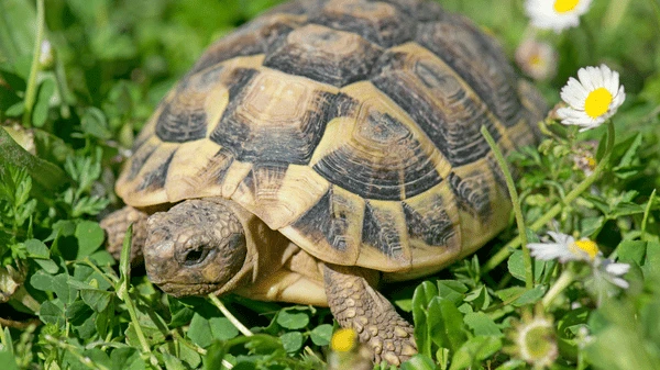 Želva žlutolící se plíží po trávě mezi drobnými květami.