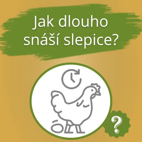 Ilustrace s ptákem a otázkou o snesení vajec.