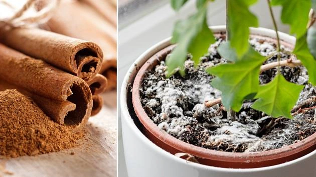 Mold na půdě v květináči vedle skořice