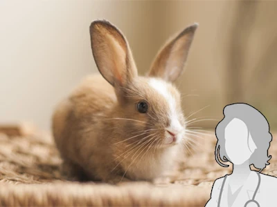 Králík s lékařem - ilustrace pro článek o kastraci.