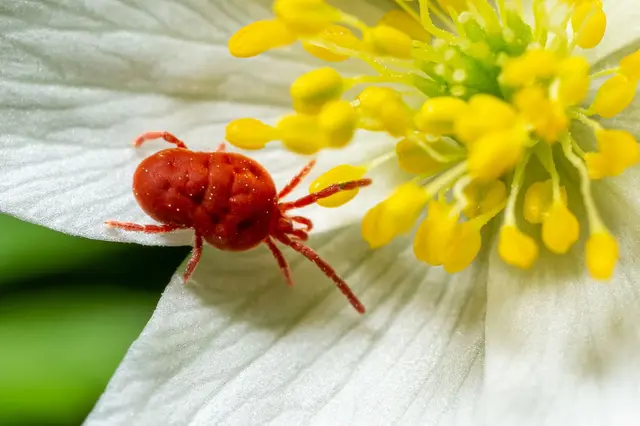 Red spider mite on flower petal