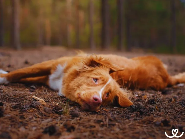 Nova Scotia Duck Tolling Retriever leží na zemi v lese.