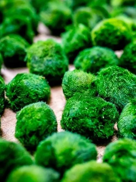 Moss balls in aquarium