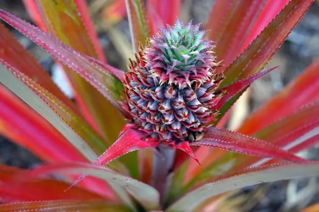 Okrasný ananas s červenými listy a zeleným plodem.