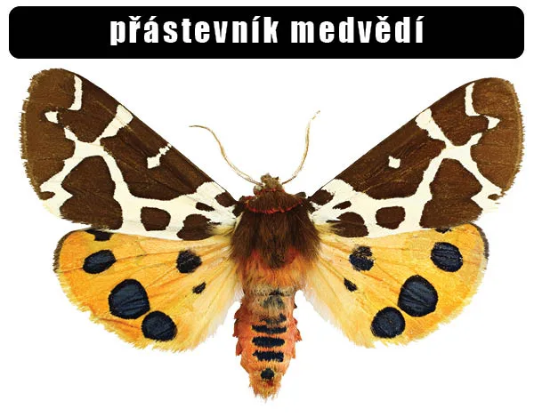 Přástevník medvědí s rozkrojenými křídly na bílém pozadí