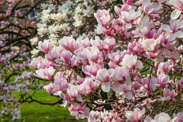 Růžové květy magnolie v plném rozkvětu na větvích stromu.