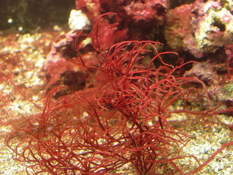 Červená mořská řasa rostoucí na dně oceánu.
