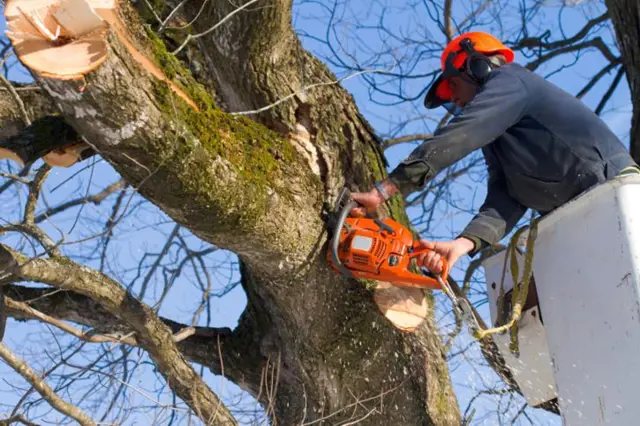 Pracovník s řetězovou pílou kácí větev stromu z košového vozidla