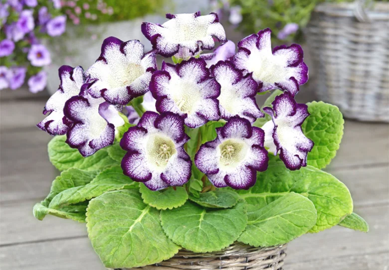 Kvetoucí rostlina Gloxinia s fialovými okraji květů v košíku.
