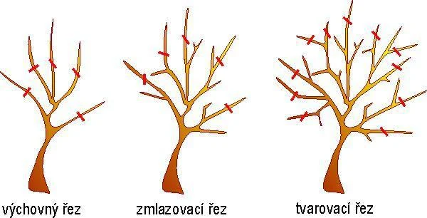Tři typy řezu jabloní: výchovní, zmlazovací a tvarovací.