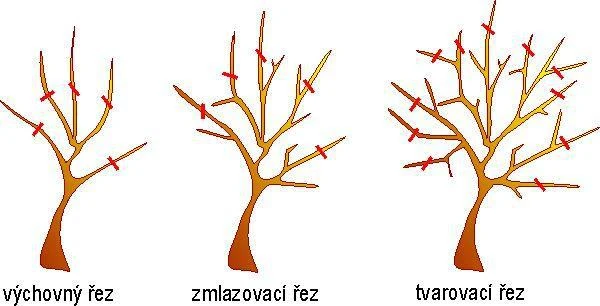Schéma zimního řezu jabloní: výchovný, zmlazovací a tvarovací řez