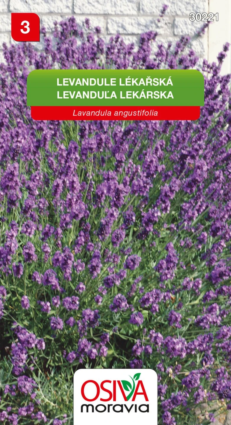 Květoucí levandule lékařská na zahradě