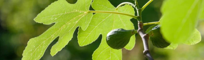 Fig tree with fruit and leaves