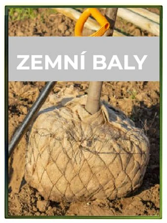 Strom s kořenovým balíčkem připravený k výsadbě do zahrady.