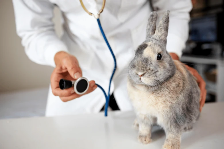 Veterinář zkoumá králíka s fonendoskopem po kastraci.